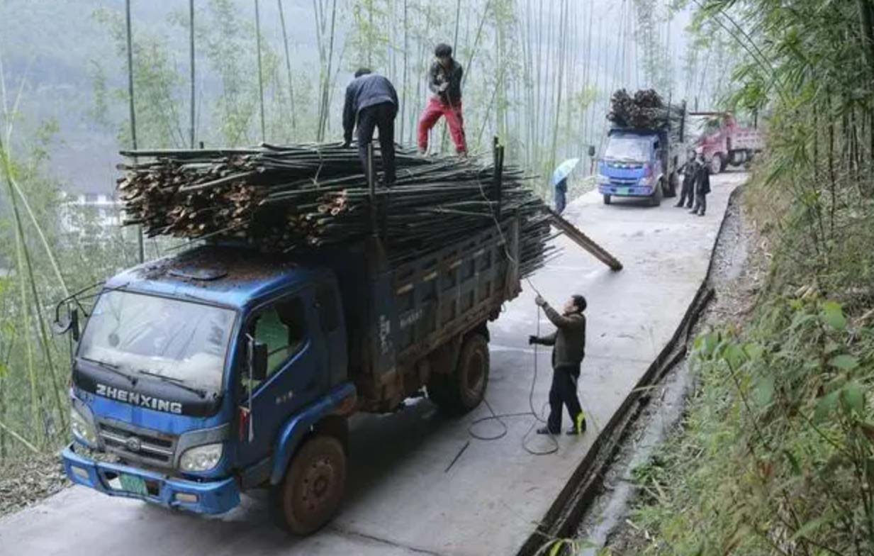 bamboo